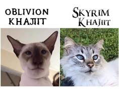 two cats are shown side by side with the caption skyrim khajit