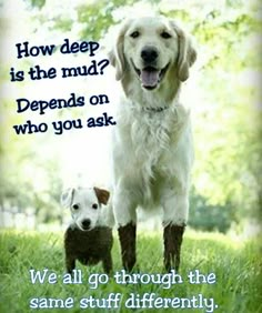 a poster with two dogs on it that says, we all go through the same stuff differently