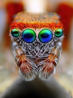 a close up photo of a spider's face with bright blue and green eyes