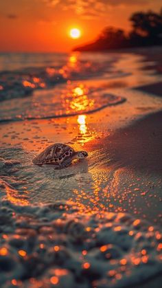 a turtle is swimming in the ocean at sunset