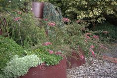 there are many different plants growing in the planter boxes together, including pink flowers and green leaves