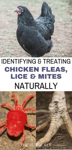 two pictures with the words identifying and treating chicken fleas, lice & mitts naturally