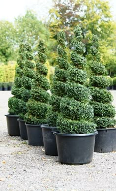 several potted trees are lined up in the gravel