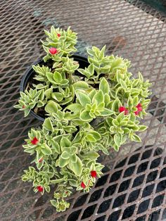 a small potted plant sitting on top of a metal grate covered table with red flowers