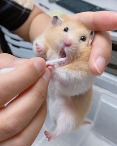 a person is holding a small rodent in their hand and brushing it's teeth