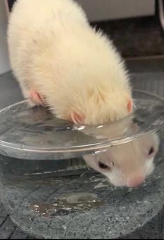 a ferret drinking water out of a bowl