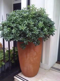 a large potted plant sitting on the steps