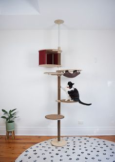 a black and white cat sitting on top of a scratching tower