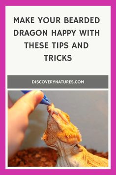 a bearded dragon is being fed with a toothbrush