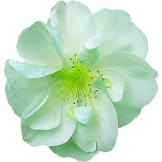 a white flower with green center on a white background