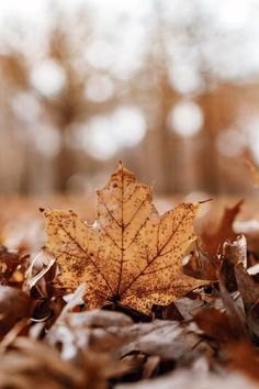 a maple leaf laying on the ground with leaves around it and trees in the background