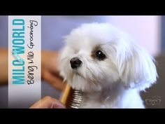 a small white dog is being groomed by a person with a comb in it's mouth