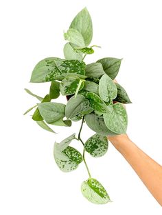 a person's hand reaching for a plant with green leaves