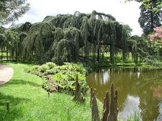 a pond surrounded by lush green grass and trees