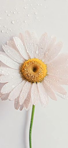 a white flower with water droplets on it's petals and the center is yellow