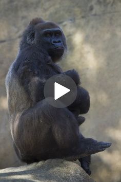 a gorilla sitting on top of a rock