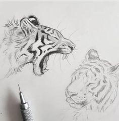 pencil drawing of two tigers and a tiger