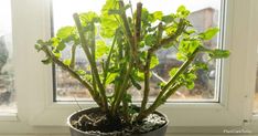 a potted plant sitting on top of a window sill next to a window