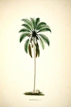 a drawing of a palm tree with green leaves on the top and bottom part of it's trunk