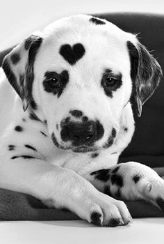 a dalmatian puppy laying on top of a red blanket with the words, like when you see the heart