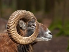 a ram with large horns standing in the woods