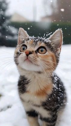 a small kitten standing in the snow looking up