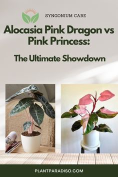 alocasia pink dragon v's pink princess the ultimate showdown by syonium care