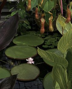 the water lilies are blooming in the pond