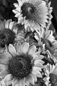 black and white photograph of sunflowers in a vase with other flowers behind it