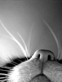 black and white photograph of a cat's nose