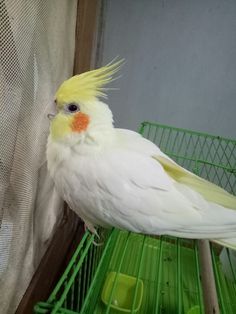 a white and yellow bird sitting on top of a green cage