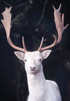 a white deer with large antlers standing in front of trees