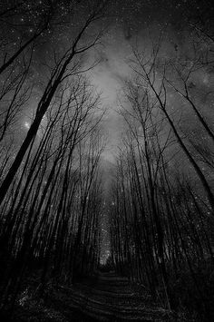 black and white photograph of trees in the woods at night with stars above, looking up into the sky