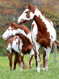 a brown and white horse standing on top of a lush green field