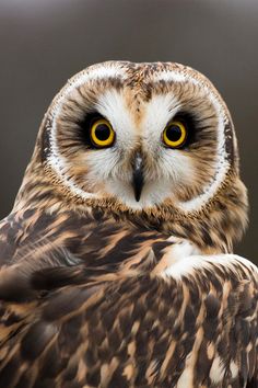 an owl with yellow eyes is sitting on a tree branch and looking at the camera