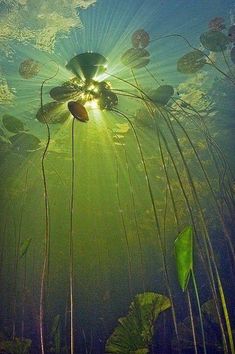 the sun shines through water lilies in an underwater pond with green plants and leaves