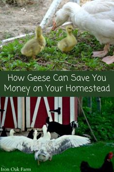 geese and ducks are standing in the grass next to a fence with text that reads, how gees can save you money on your homestead