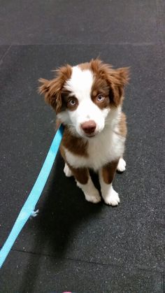 a small brown and white dog sitting on top of a floor next to a blue leash