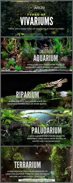 the different types of aquariums and their names