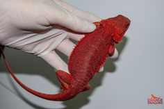 a person in white gloves is holding a red sea animal with long legs and claws