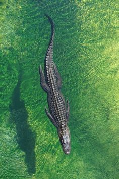 an aerial view of a large alligator swimming in the water with green algae surrounding it