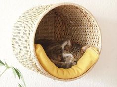 a cat curled up in a basket hanging from the wall on a tweep