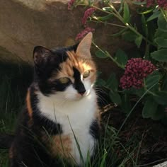 a calico cat sitting in the grass next to some flowers