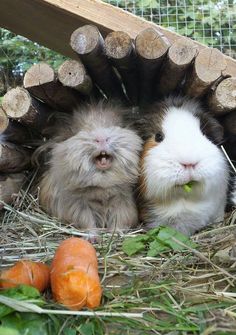 two small animals laying in hay next to some carrots and wood logs on the ground