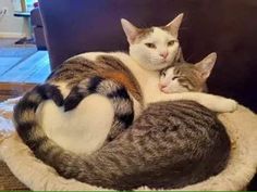 two cats cuddle together in a cat bed