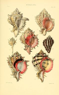 an antique print of seashells from the 19th century, showing different types of shells