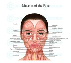 Esthetician Gifts, Botox Filler, Muscles Of The Face, Eye Anatomy, Facial Anatomy, Wrinkle Remedies, Face Anatomy, Facial Aesthetics, Muscle Anatomy