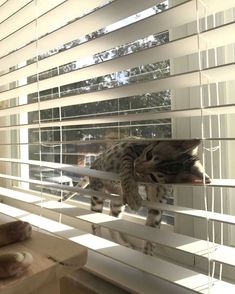 a cat is climbing on the blinds in front of the window and looking at the camera