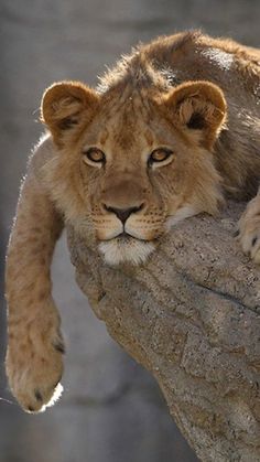 a lion laying on top of a rock next to a tree trunk and looking at the camera