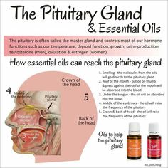 Pituitary Gland Tumor, Pituitary Tumor, Pituitary Gland, Female Tattoos, Essential Oils Health, Pineal Gland, Thyroid Function, Endocrine System, Young Living Oils